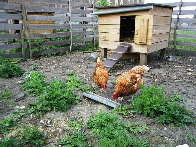 kip van groenten uit gent