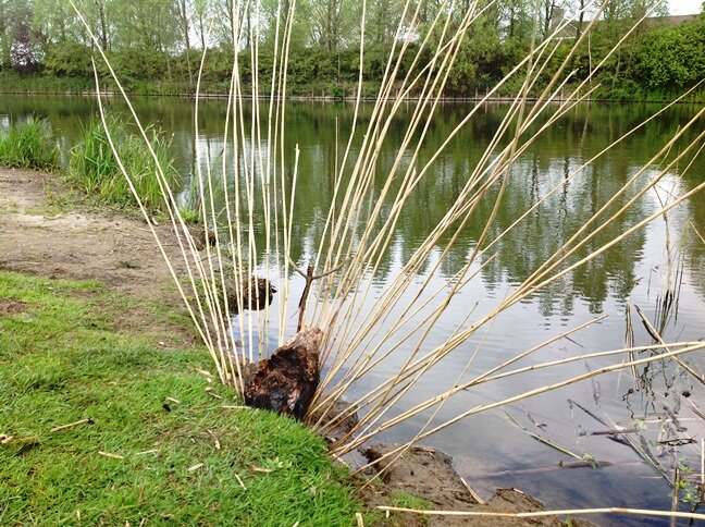 IMG 3855 landscape web