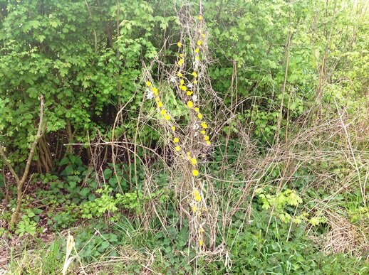 IMG 3887 lansdscape web 2