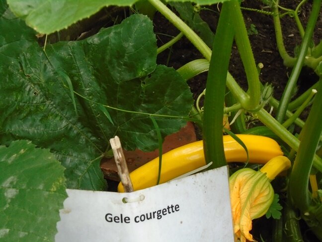 gele courgette
