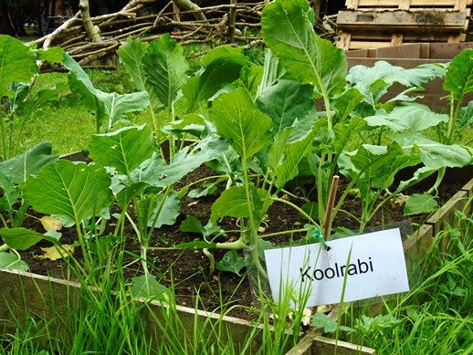 koolrabi