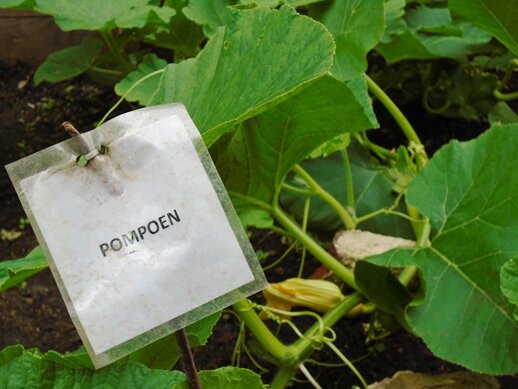 pompoen