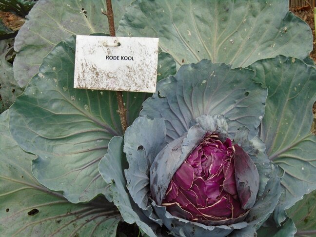 rode kool